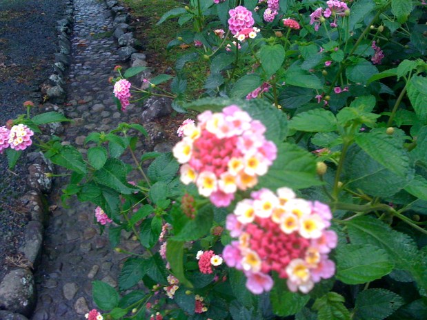 Small and Charming Morning Dots in&nbsp;Boquete