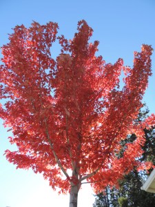 Set the World on Fire