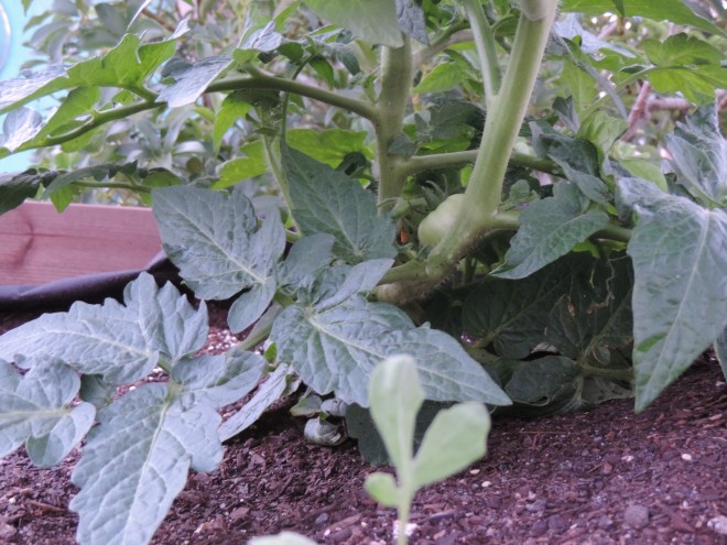 The 'Mater Plant Is Bearing Fruit