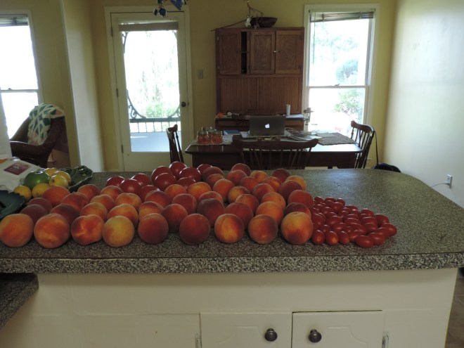 Canning Projects for the Week