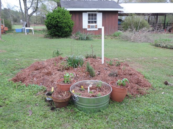 Herbs. roses and equinacea