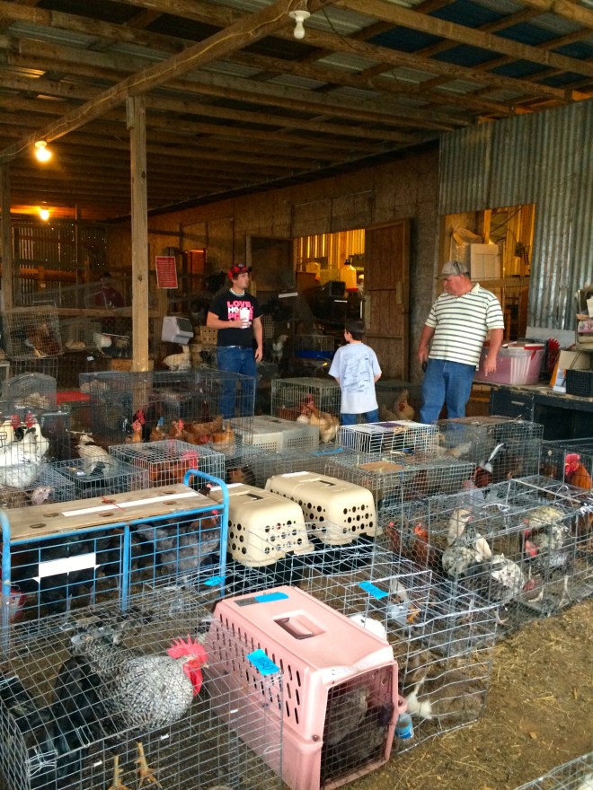 Chickens and other small live stock at auction