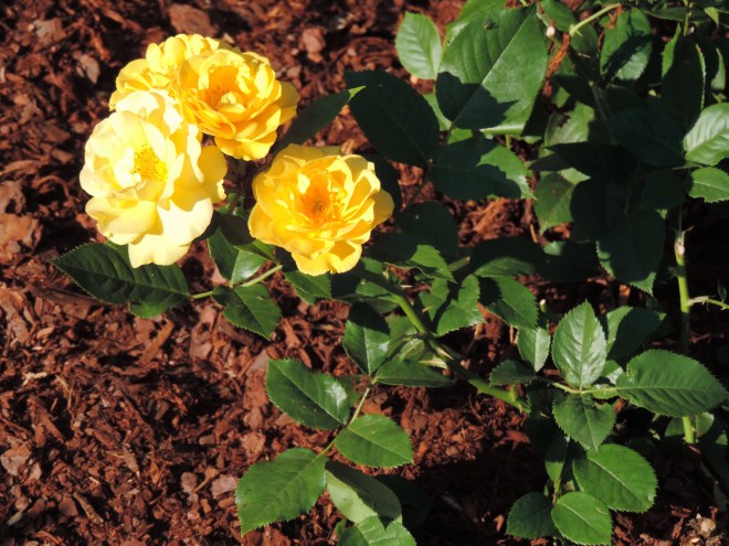 Some of the roses in bloom today