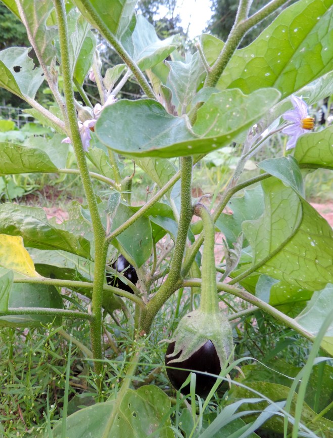 Two eggplants harvested and more to go...