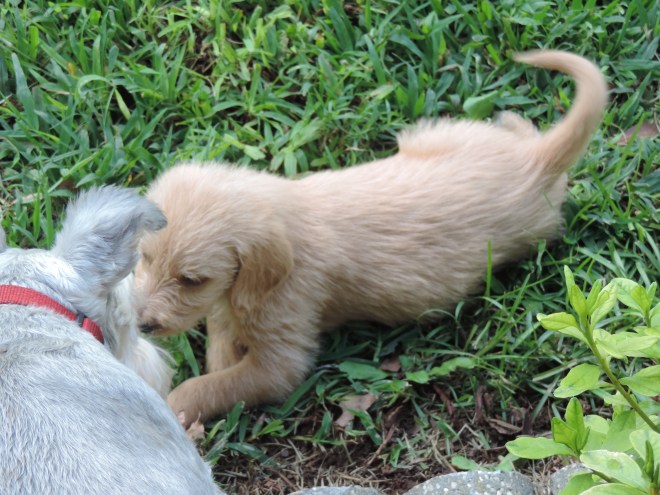 Mo and Daisy getting acquainted