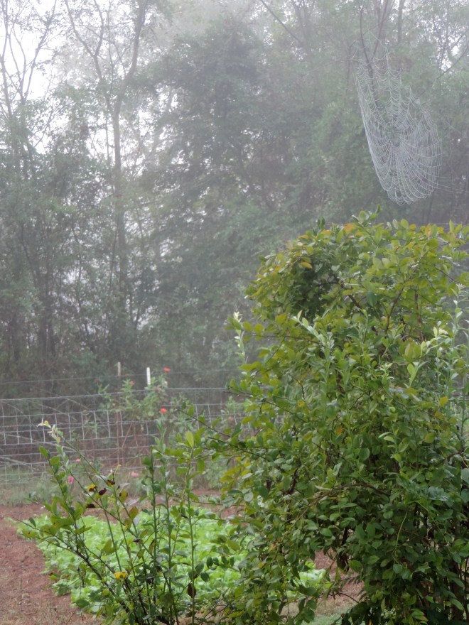 Spider Webs and Baby Turnip Greens