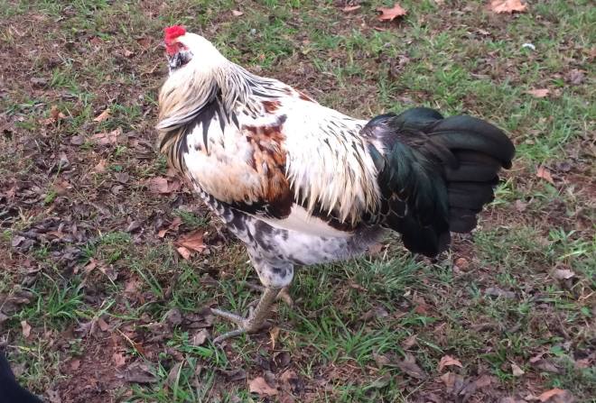 12188194_10206100995581446_9016911888071994180_o