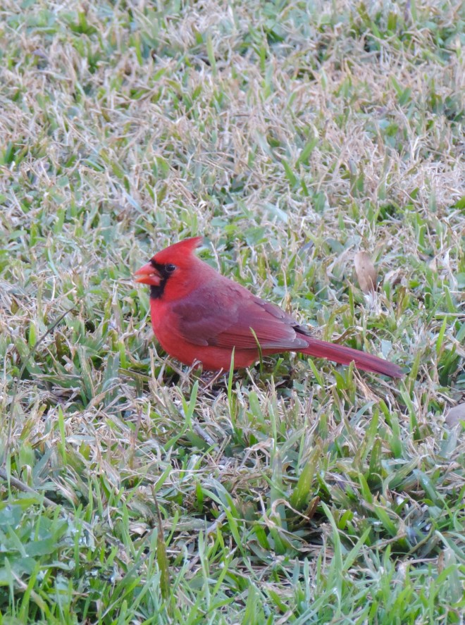 A lovely distraction