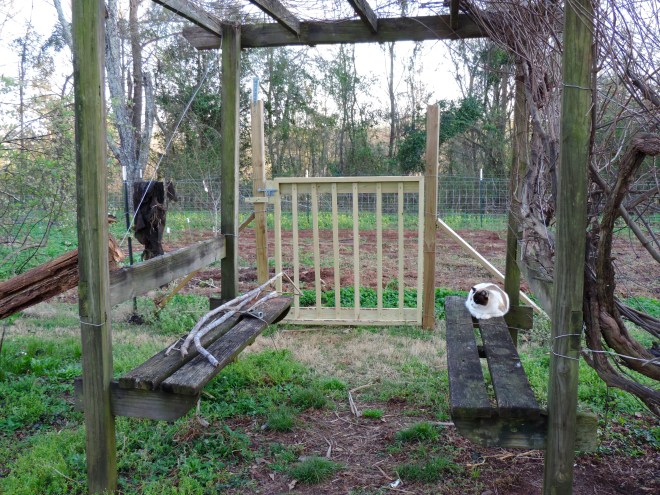 The gate needing to be painted. All advice considered as long as we're talking alive...And yes--that's Dot on one bench and sugar cane on the other.  The Mallowman too is in this spring adventure...